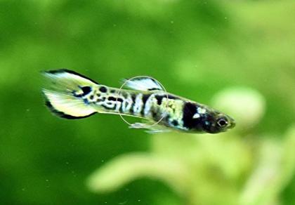 Tiger Endler, reinerbig, RARITÄT, Aktion (Versand/ Abholung)