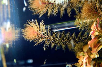 Rotes Mato Grosso Tausendblatt, Bündel, Wasserpflanzen (Versand/ Abholung)