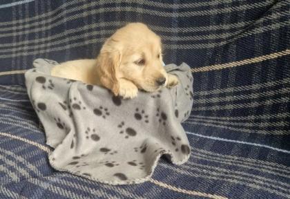 1 Junge und 4 Mädchen – Golden Retriever-Welpen