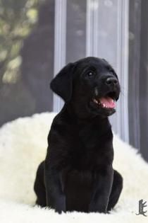 Schwarze Labrador Welpen vom Sauboden FCI für Familie und Jagd