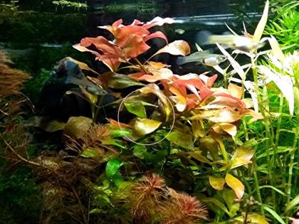 Rotgrüne Ludwigie, Bündel, Aquarienpflanzen (Versand/ Abholung)