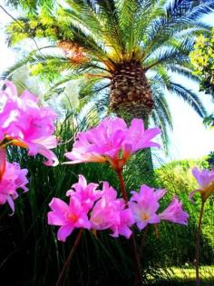 Ferienangebote Insel Ischia Italien Fewo