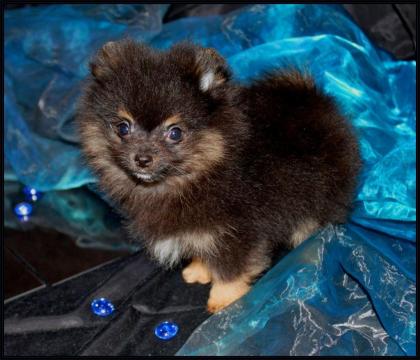 Pomeranianwelpen black-tan