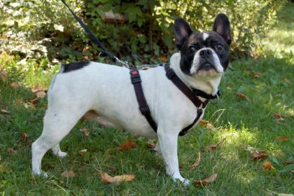 COCOLINA - Französische Bulldogge - 8 Jahre - Tierhilfe-Franken e.V.