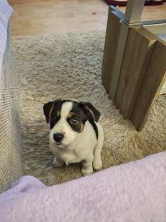 Verschmuster Jack Russel 