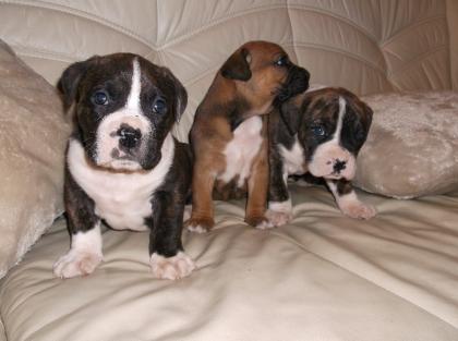 Boxer welpen zu Verkaufen.