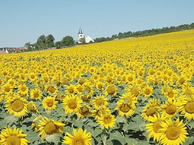 Es lockt der goldene Herbst im Südburgund..