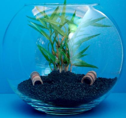 Kugelaquarium 13,5 Liter für Garnelen und Krebse als Nanoaquarium