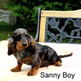 Langhaardackelwelpen Zwerge und KT liebevoll aufgezogen m.P.