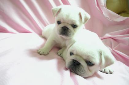 Mops welpen suchen liebevolle Familie.
