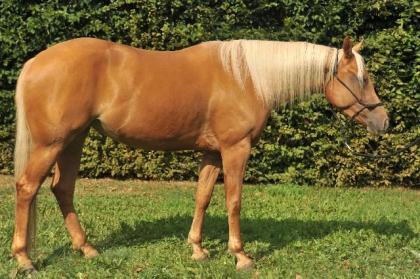 Gesunde, bezahlbare Quarter Horses, Paint Horses und Appaloosas gesucht?