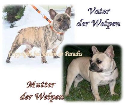 Französische Bulldoggen  Reverseträger 