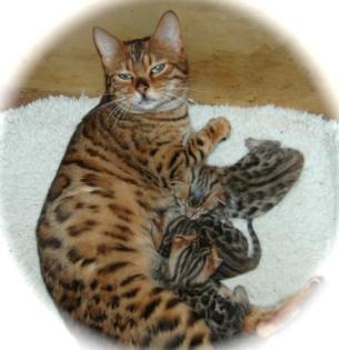 Bengal-Katzen zum Verkauf