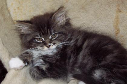 Maine Coon - Edelmix Kätzin