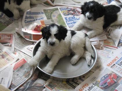 Knuddelige PON Welpen (Mini Bobtail)