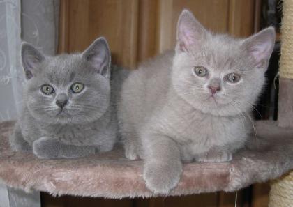 British Kurzhaar Kitten