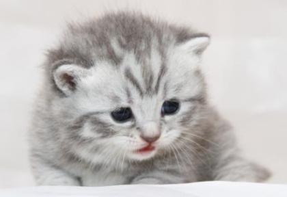 Wundervolle BKH ,,whiskas  Kätzchen