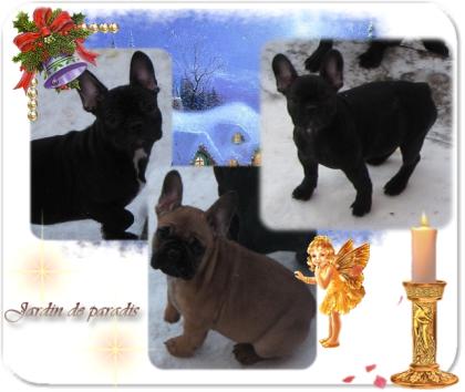 Französische Bulldoggen Welpen