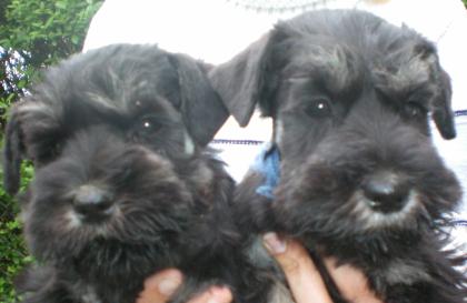 Zwergschnauzer schwarz silber