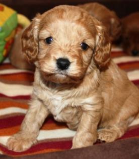 Zuckersüße Minidoodle suchen ende Februar neue Familien