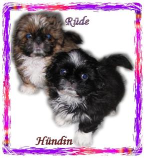 Shih Tzu Mix welpen