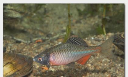 Biotopfische aus deutscher Zucht // Fa.Fördefisch