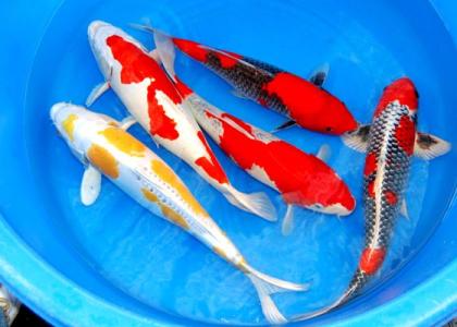 Saisonbeginn bei Fördefisch / Koikarpfen-Teichfische-Biotopfische-Teichmuscheln 