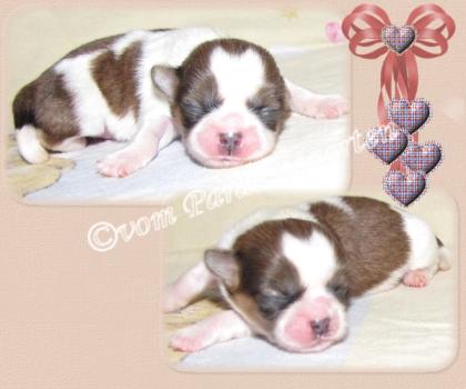 Shih Tzu Püppchen