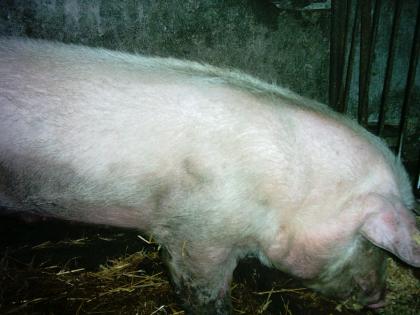 Haus schwein
