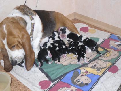 Französiche Basset Welpen