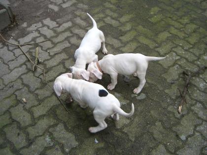 Dogo Argentino in liebevolle Hände abzugeben