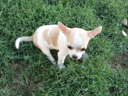 Chihuahua Welpen zu Verkaufen