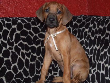 RHODESIAN RIDGEBACK WELPEN HUNDE CHAMPIONVERPAARUNG RASSEHUNDE MIT PAPIERE ED HD