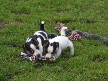 Jack Russell Welpen