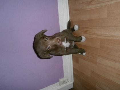 Labradormix welpen