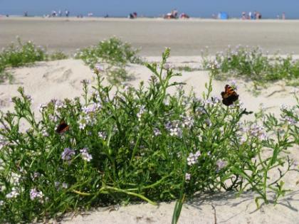 Ferienwohnungen mit Sauna an der Nordseeküste