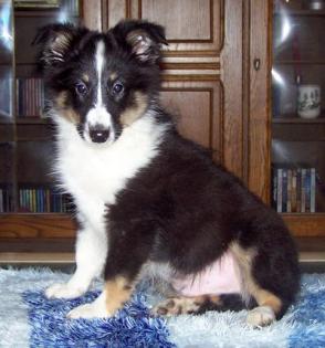 Sheltiewelpen