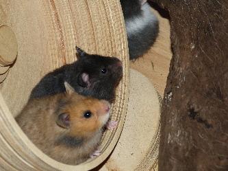 Hamsterkäufe