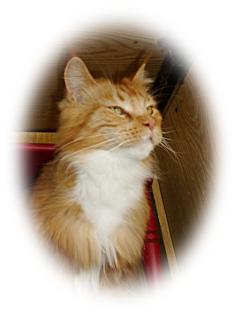 Wir erwarten diesem Monat unseren B-Wurf von  Maine Coon Kitten