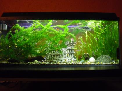 Großes 300-Liter-Aquarium inkl.  neuer  Pumpe für 120 Euro VB