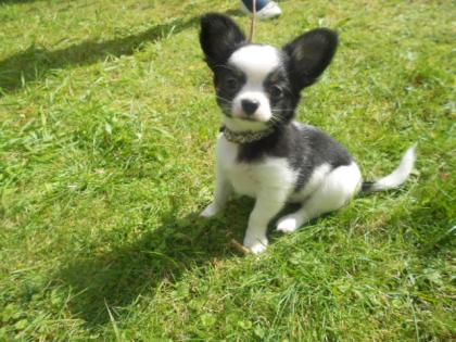 Bezaubernde Chihuahua Welpen abzugeben!!!