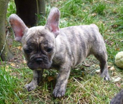 Ricky schöner Französischer Bulldoggen Rüde mit Pap.