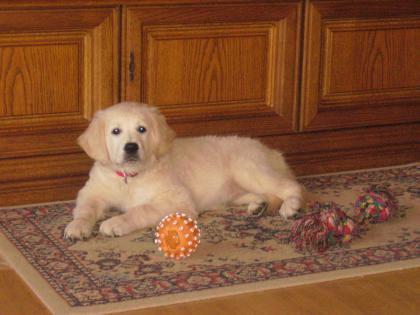 Familiäre Golden Retriever Hobbyzucht im Fränkischen Saaletal!