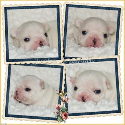 Zauberhafte Französische Bulldoggen Welpen mit Papieren