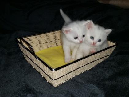 2 Süsse BKH Schneeflocken