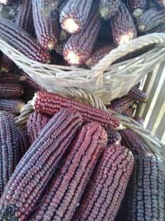 Lila Mais aus Ungarn zu verkaufen