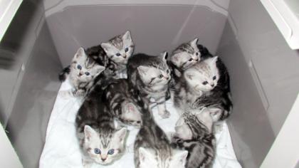 Reinrasige BKH Katzenbabys Babykatzen Kätzchen in black silver tabby classic vom