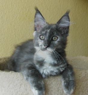 Seriöse, langjährige Maine Coon Hobbyzucht hat noch süße Babys abzugeben!