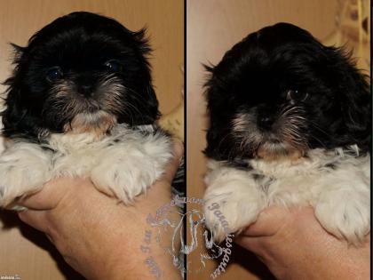 Shih Tzu Welpen Reinrassig gesund mit Ahnentafel