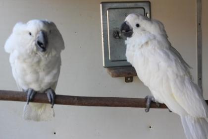 Weißhaubenkakadu nestjung Handaufzucht 